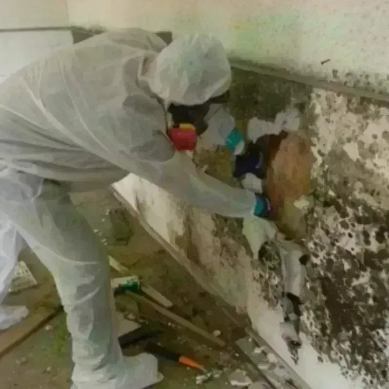 Mold Remediation and Removal in Hettinger County, ND